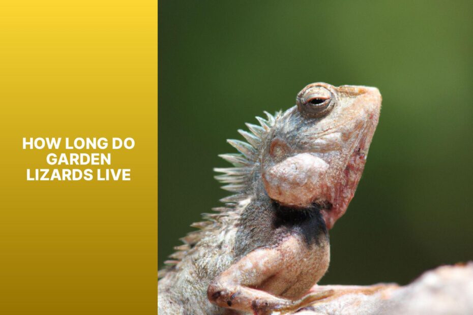 How Long Do Garden Lizards Live
