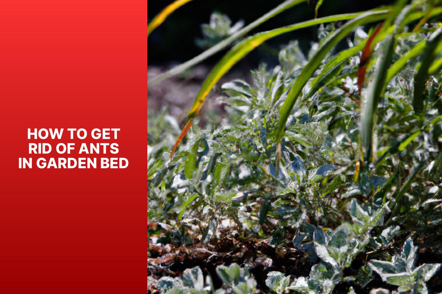 How To Get Rid Of Ants In Garden Bed Gardening Gains   How To Get Rid Of Ants In Garden Bedjnu1 1 