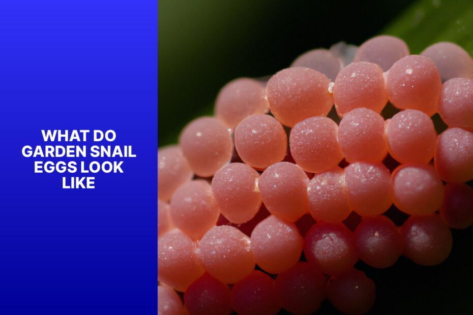 What Do Garden Snail Eggs Look Like
