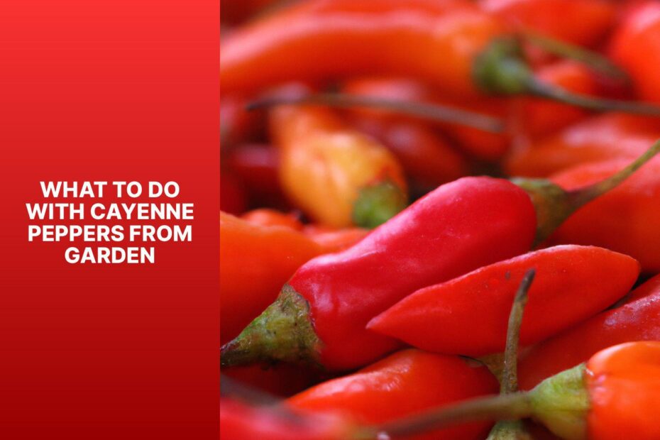 What To Do With Cayenne Peppers From Garden