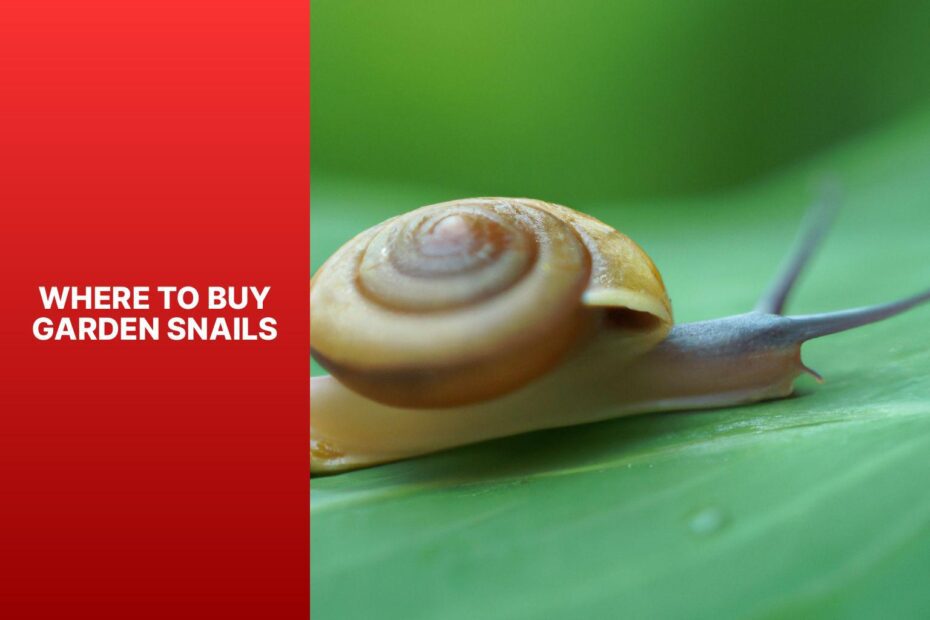 Where To Buy Garden Snails