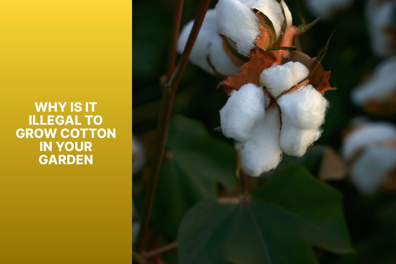 Why Is It Illegal To Grow Cotton In Your Garden - Gardening Gains